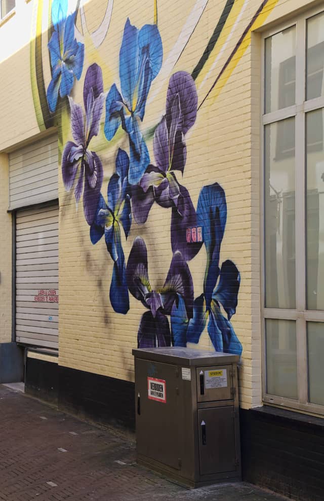 Untitled (blue and purple iris flowers), photo from the city's open data